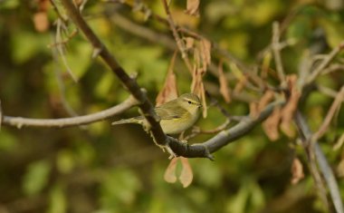 Genel Chiffchaff (Phylloscopus collybyta) 