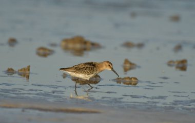 Curlew Sandpiper - Sahilde Kalidris Ferruginea