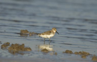 Curlew Sandpiper - Sahilde Kalidris Ferruginea
