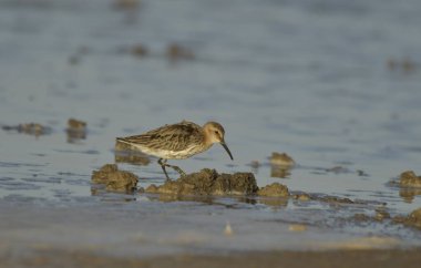 Curlew sandpiper - Kalidris ferruginea su üstünde