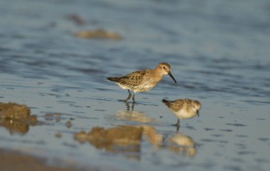 Curlew sandpiper - Kalidris ferruginea su üstünde