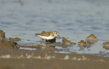 Curlew sandpiper - Kalidris ferruginea su üstünde