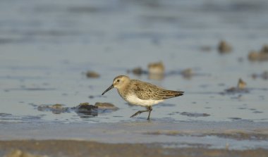 Curlew sandpiper - Kalidris ferruginea su üstünde