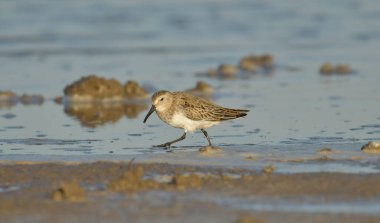 Curlew sandpiper - Kalidris ferruginea su üstünde