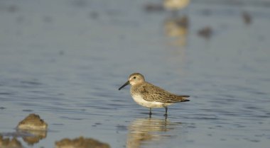 Curlew sandpiper - Kalidris ferruginea su üstünde