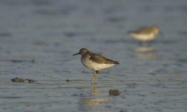 Curlew sandpiper - Kalidris ferruginea su üstünde