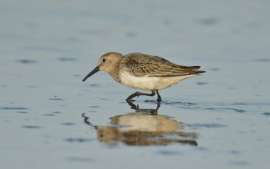 Curlew sandpiper - Kalidris ferruginea su üstünde