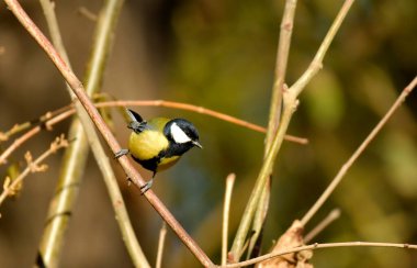 Great tit - (Parus major) on garden