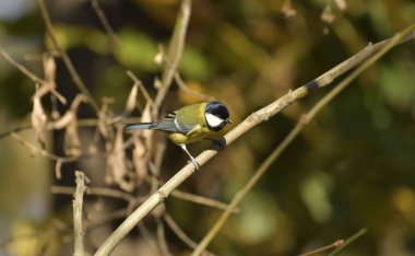 Great tit - (Parus major) on garden