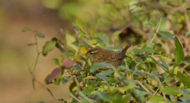 Avrasya Wren 'i - (Troglodit trogloditleri)