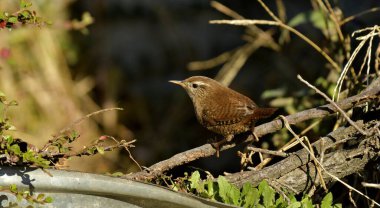 Avrasya Wren 'i - (Troglodit trogloditleri)