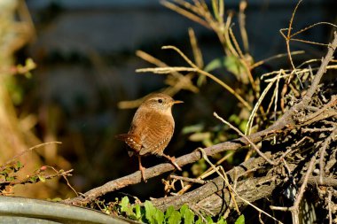 Avrasya Wren 'i - (Troglodit trogloditleri)