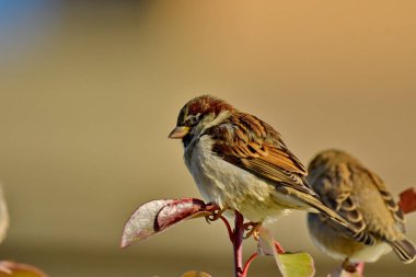 House Sparrow - Bitki üzerine Passer domesticus