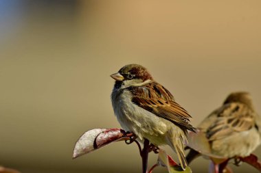 House Sparrow - Bitki üzerine Passer domesticus