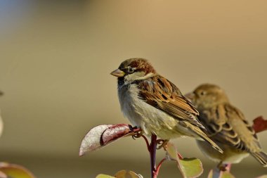 House Sparrow - Bitki üzerine Passer domesticus