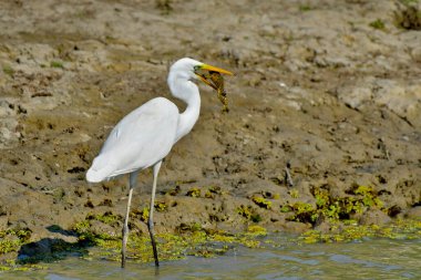 Büyük balıkçıl - Casmedorius alba su üzerinde