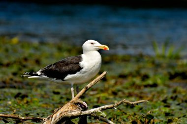 Büyük siyah sırtlı martı - (Larus marinus) 