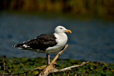 Büyük siyah sırtlı martı - (Larus marinus) 