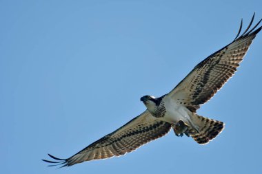 Osprey - Pandion haliaetus uçuşta