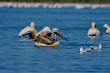 Genç beyaz pelikan - Pelecanus onocrotalus