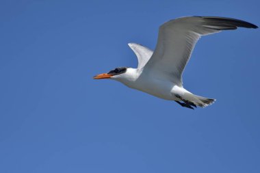 Caspian Tern- (Hydroprogne Caspia) uçuşunda