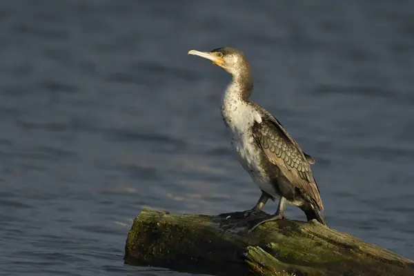 Büyük karabatak - (Phalacrocorax carbo) Genç