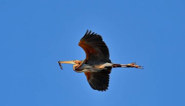 Balıklı mor balıkçıl - Ardea purpurea