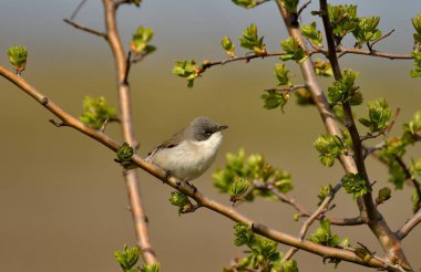 Baharda daha az Beyazboğaz - (Sylvia curruca)