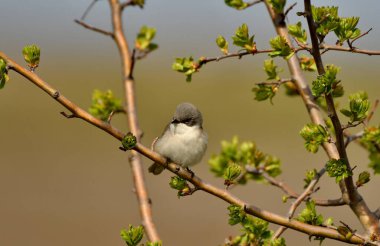 Baharda daha az Beyazboğaz - (Sylvia curruca)