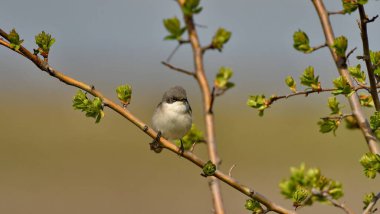 Baharda daha az Beyazboğaz - (Sylvia curruca)
