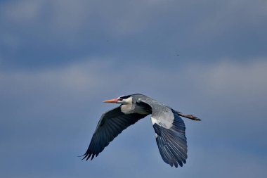 Gri balıkçıl - Uçuşta Ardea Cinerea