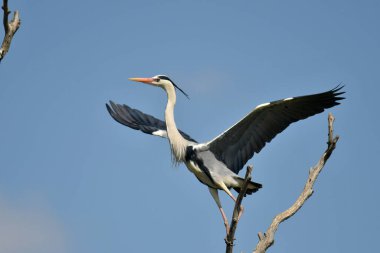 Gri balıkçıl (Ardea cinerea),