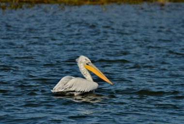 Dalmaçyalı pelikan - Su üzerinde Pelecanus crispus