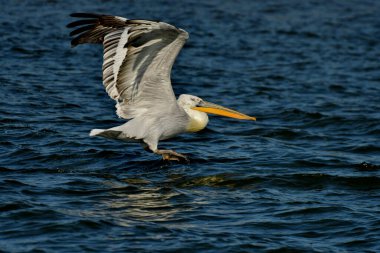 Dalmaçyalı pelikan - Su üzerinde Pelecanus crispus
