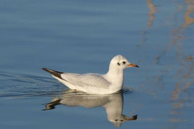 Siyah başlı martı - (Chroicocephalus ridibundus) 