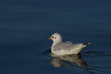 Black-headed gull - (Chroicocephalus ridibundus)  clipart