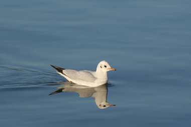 Black-headed gull - (Chroicocephalus ridibundus)  clipart