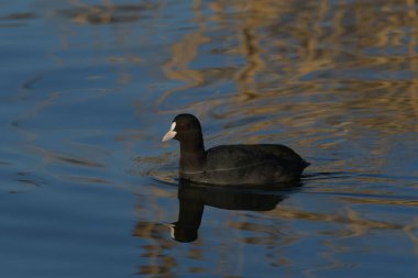 Avrupa tavuğu Fulica atra