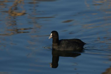 Avrupa tavuğu Fulica atra