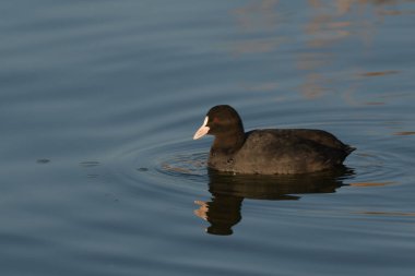 Avrupa tavuğu Fulica atra