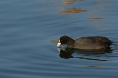 Avrupa tavuğu Fulica atra