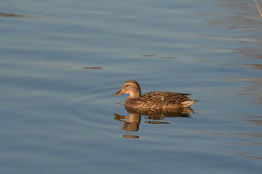 Mallard - (Anas platyrhynchos) su üzerinde