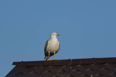 Sarı bacaklı martı - (Larus michahellis) 
