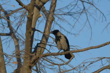 Kapüşonlu Karga - (Corvus corone) ağaçta