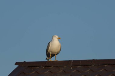 Sarı bacaklı martı - (Larus michahellis) 