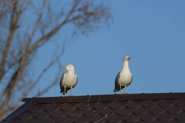 Sarı bacaklı martı - (Larus michahellis) 