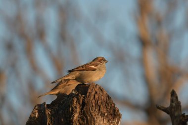 Sparrow Hanesi - (Passer domesticus) ağaçta