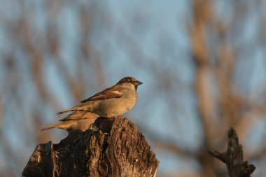 Sparrow Hanesi - (Passer domesticus) ağaçta
