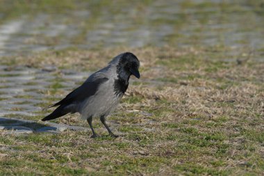 Kapüşonlu Karga - (Corvus corone) ağaçta