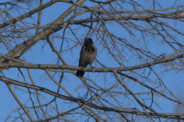 Kapüşonlu Karga - (Corvus corone) ağaçta
